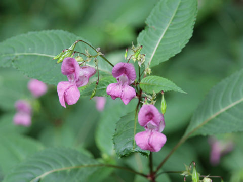 Impatiens glandulifera