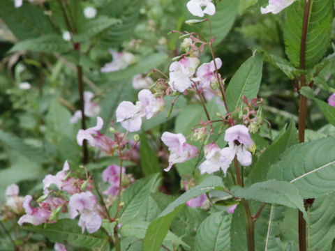 Impatiens glandulifera