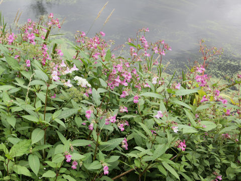 Impatiens glandulifera