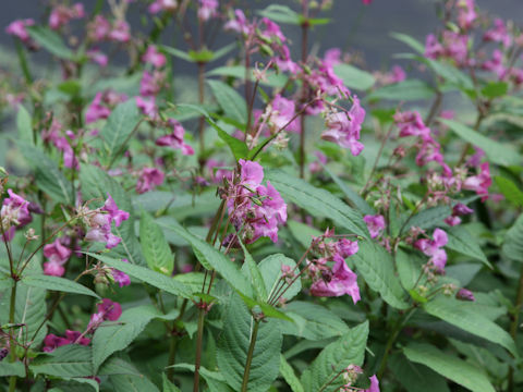 Impatiens glandulifera