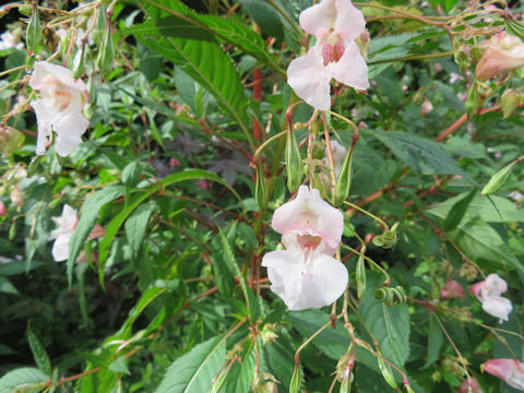 Impatiens glandulifera