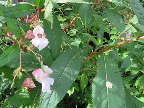 Impatiens glandulifera