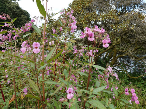 Impatiens glandulifera