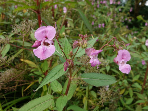 Impatiens glandulifera