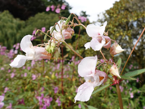 Impatiens glandulifera