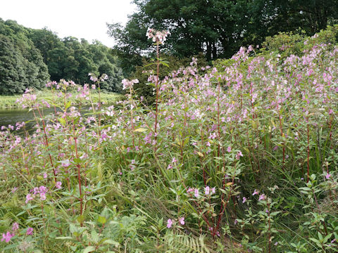 Impatiens glandulifera