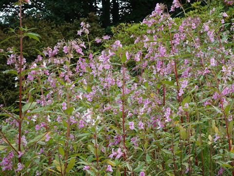 Impatiens glandulifera