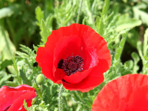 Papaver orientale