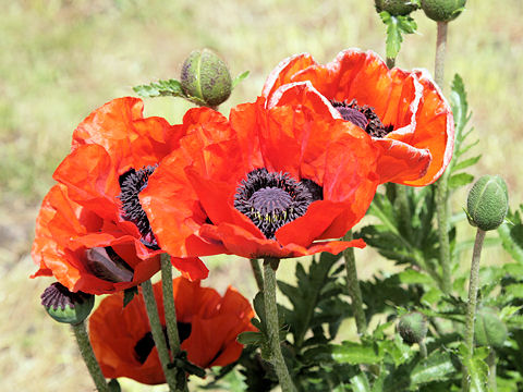 Papaver orientale