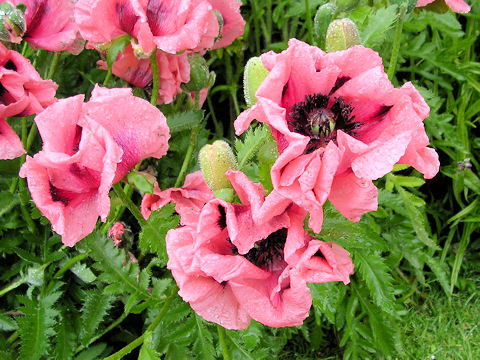 Papaver orientale