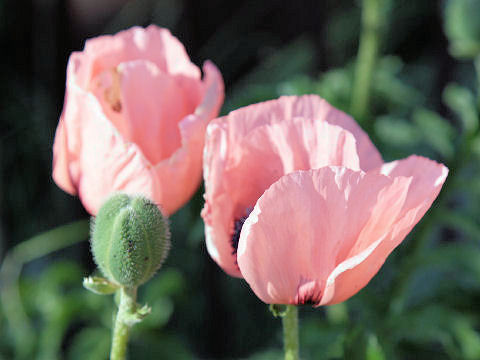 Papaver orientale