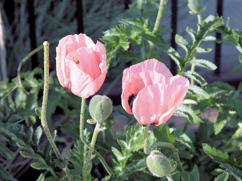 Papaver orientale