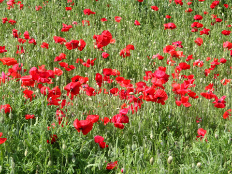 Papaver orientale