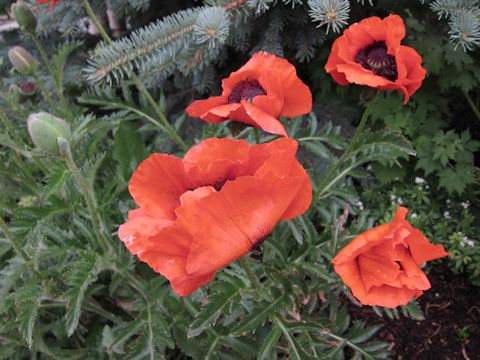 Papaver orientale