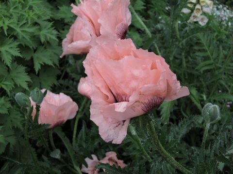 Papaver orientale