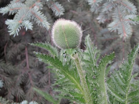 Papaver orientale