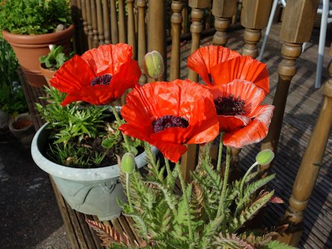 Papaver orientale