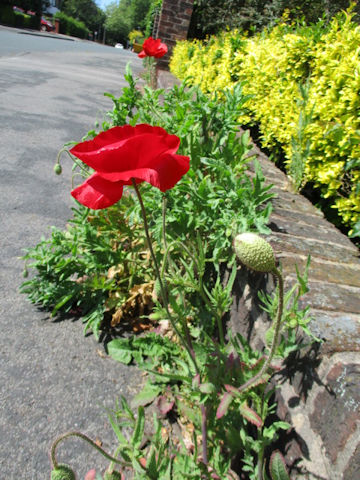 Papaver orientale