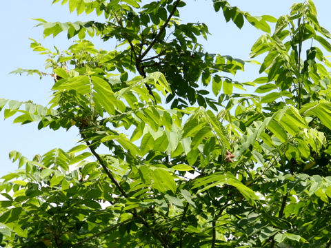 Juglans mandshurica var. sachalinensis