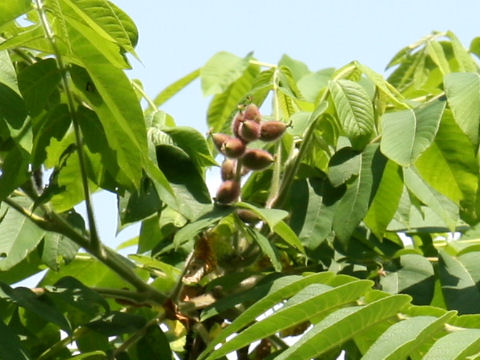 Juglans mandshurica var. sachalinensis