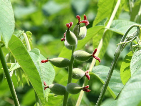 Juglans mandshurica var. sachalinensis