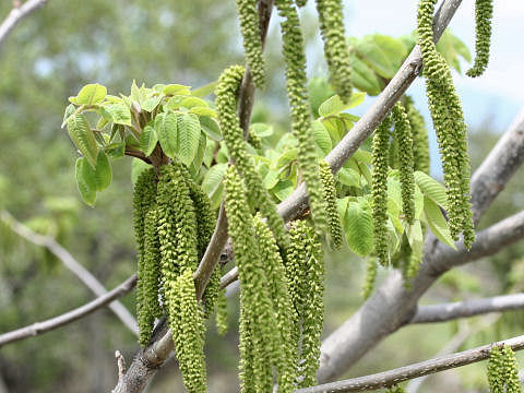 Juglans mandshurica var. sachalinensis