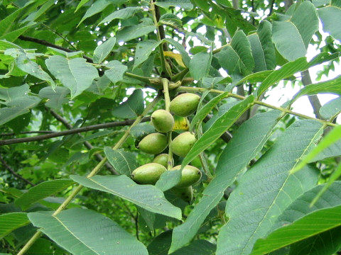 Juglans mandshurica var. sachalinensis