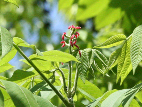 Juglans mandshurica var. sachalinensis