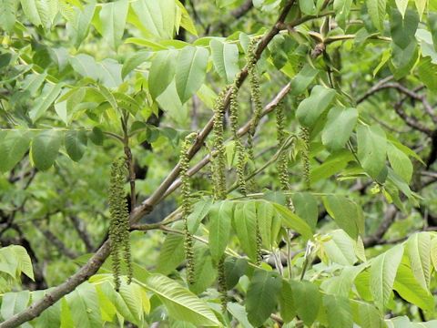 Juglans mandshurica var. sachalinensis