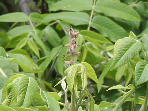 Juglans mandshurica var. sachalinensis