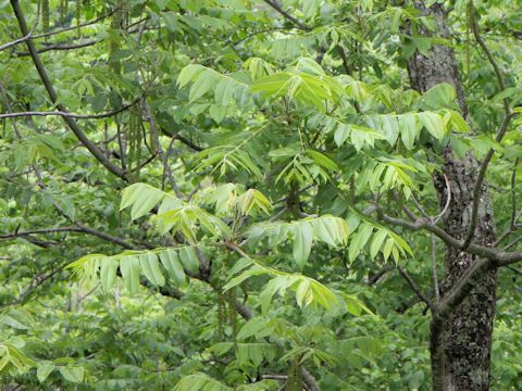 Juglans mandshurica var. sachalinensis