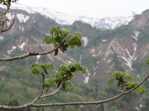 Juglans mandshurica var. sachalinensis