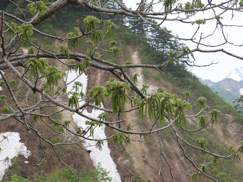 Juglans mandshurica var. sachalinensis