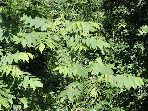 Juglans mandshurica var. sachalinensis