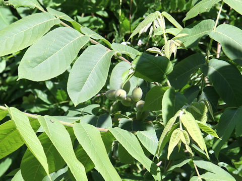 Juglans mandshurica var. sachalinensis