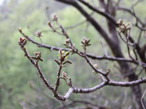 Juglans mandshurica var. sachalinensis