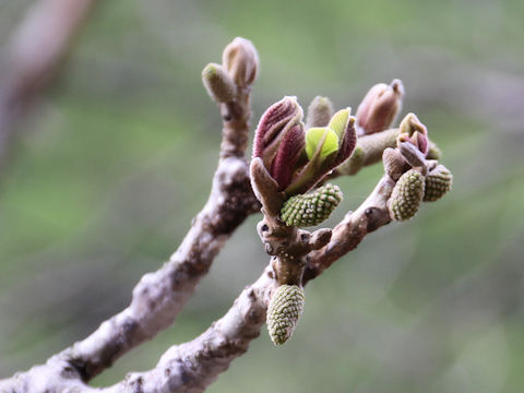 Juglans mandshurica var. sachalinensis