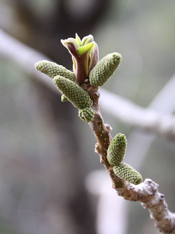 Juglans mandshurica var. sachalinensis