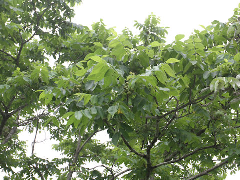 Juglans mandshurica var. sachalinensis