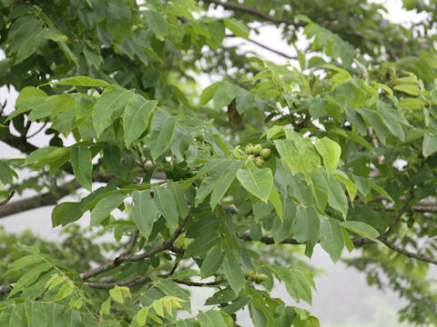 Juglans mandshurica var. sachalinensis