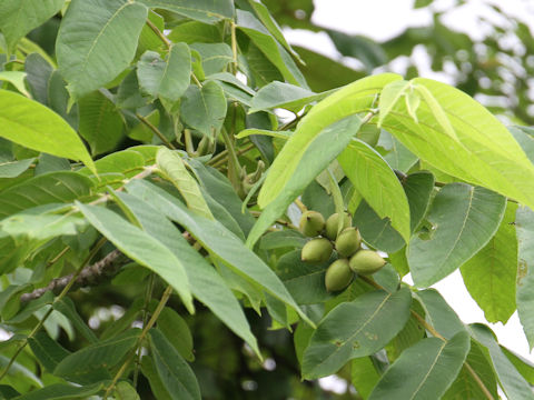 Juglans mandshurica var. sachalinensis