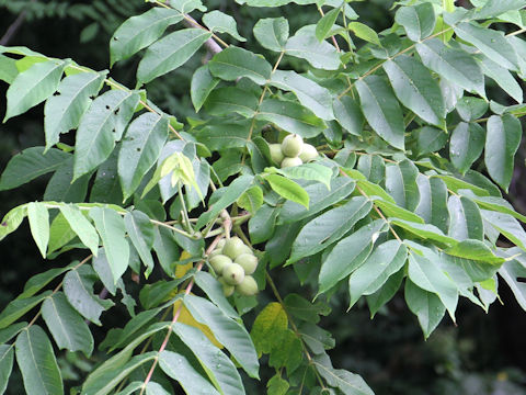 Juglans mandshurica var. sachalinensis