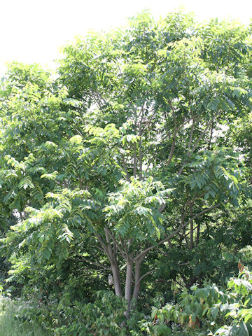 Juglans mandshurica var. sachalinensis