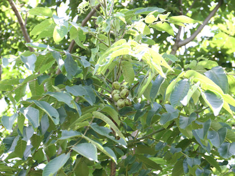 Juglans mandshurica var. sachalinensis