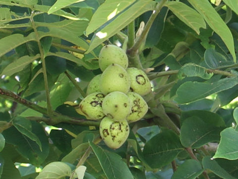 Juglans mandshurica var. sachalinensis