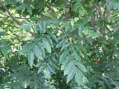 Juglans mandshurica var. sachalinensis