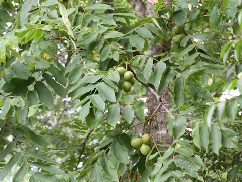 Juglans mandshurica var. sachalinensis