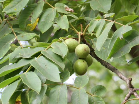 Juglans mandshurica var. sachalinensis