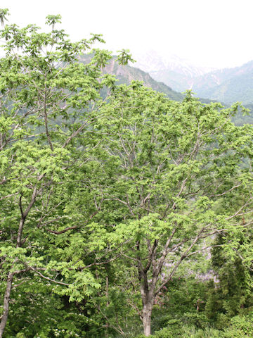 Juglans mandshurica var. sachalinensis