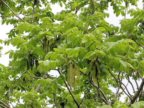 Juglans mandshurica var. sachalinensis